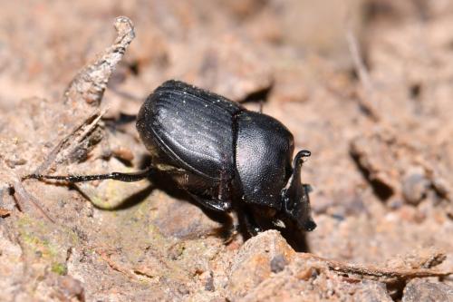 Onthophagus verticicornis